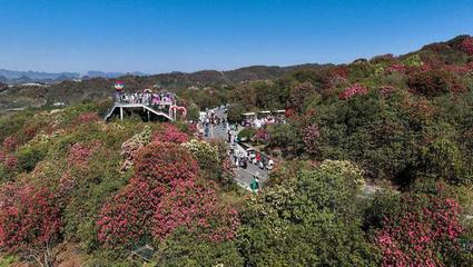 貴州畢節(jié):杜鵑花開游客來